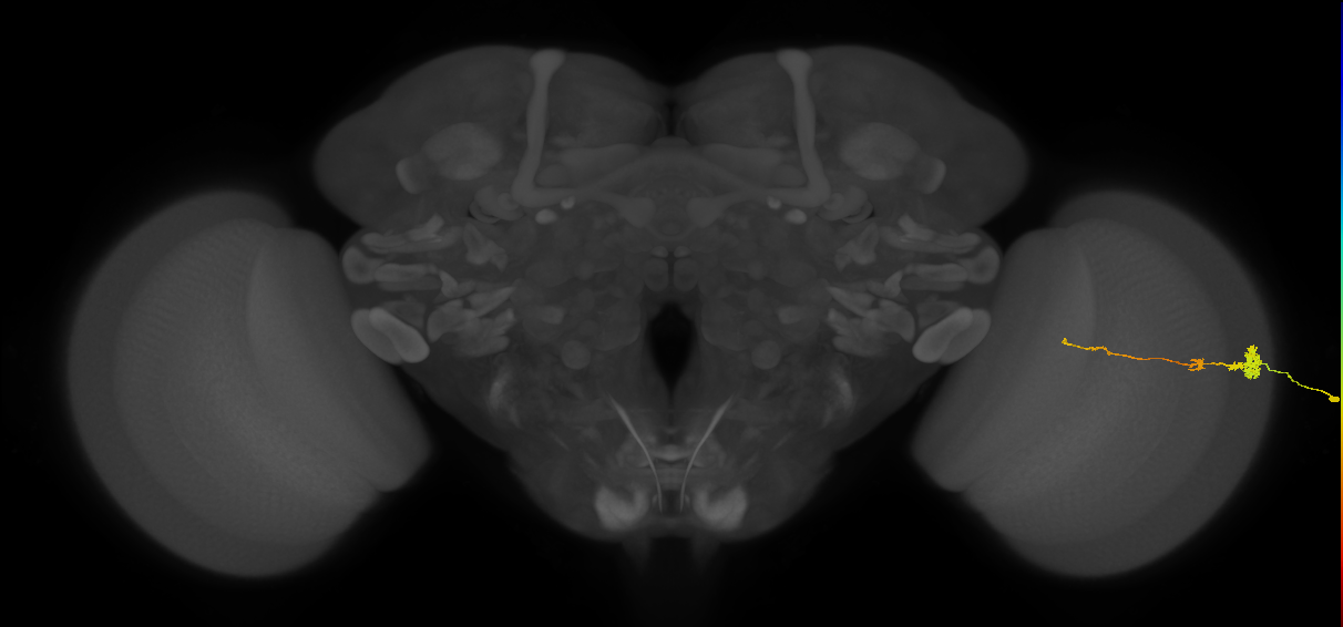 Tm4_R (MaleCNS:70504)