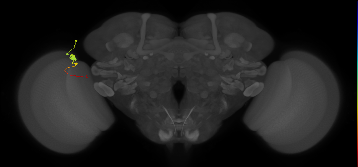 Tm4_L (MaleCNS:75273)