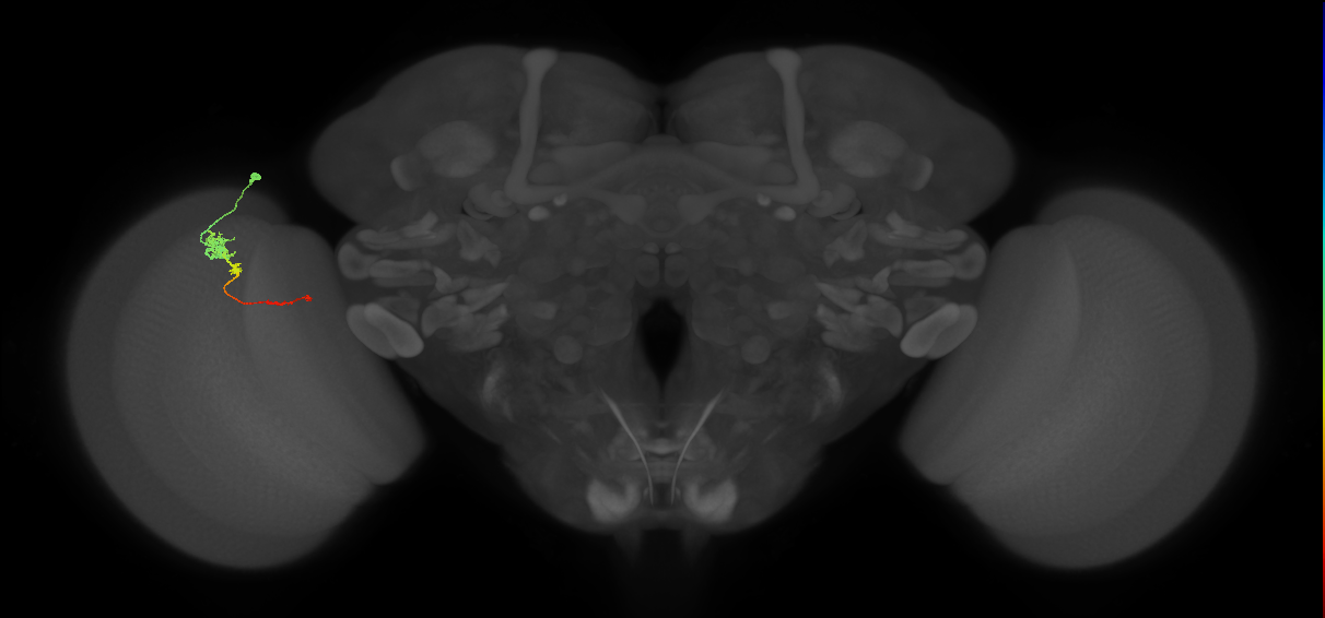 Tm4_L (MaleCNS:45249)