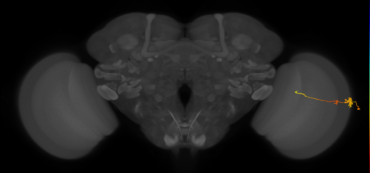 Tm4_R (MaleCNS:70250)