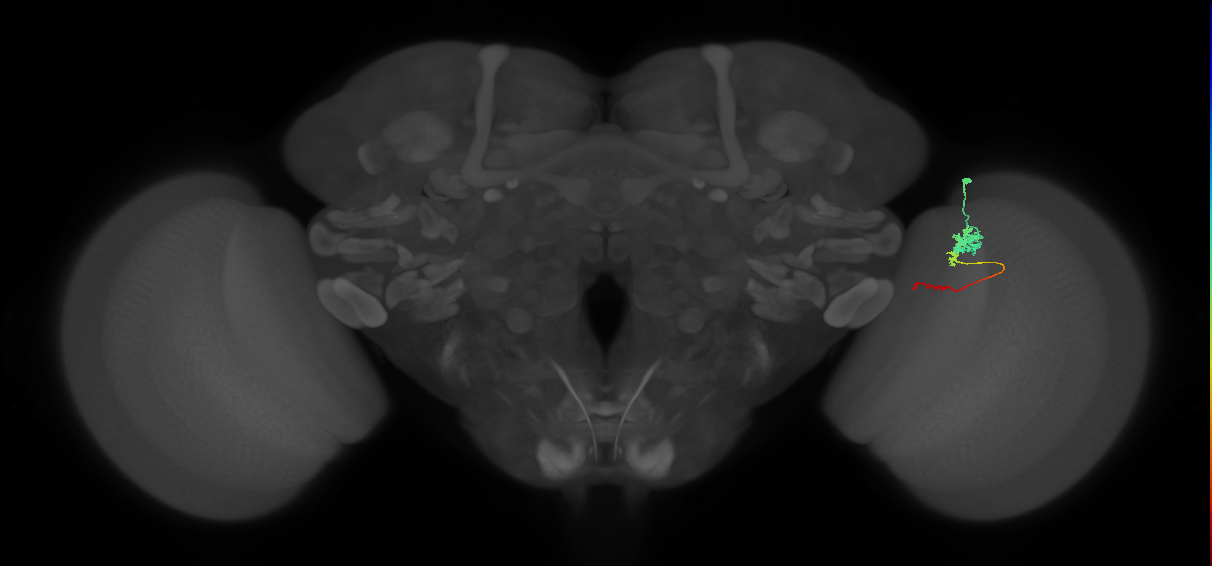 Tm4_R (MaleCNS:75985)