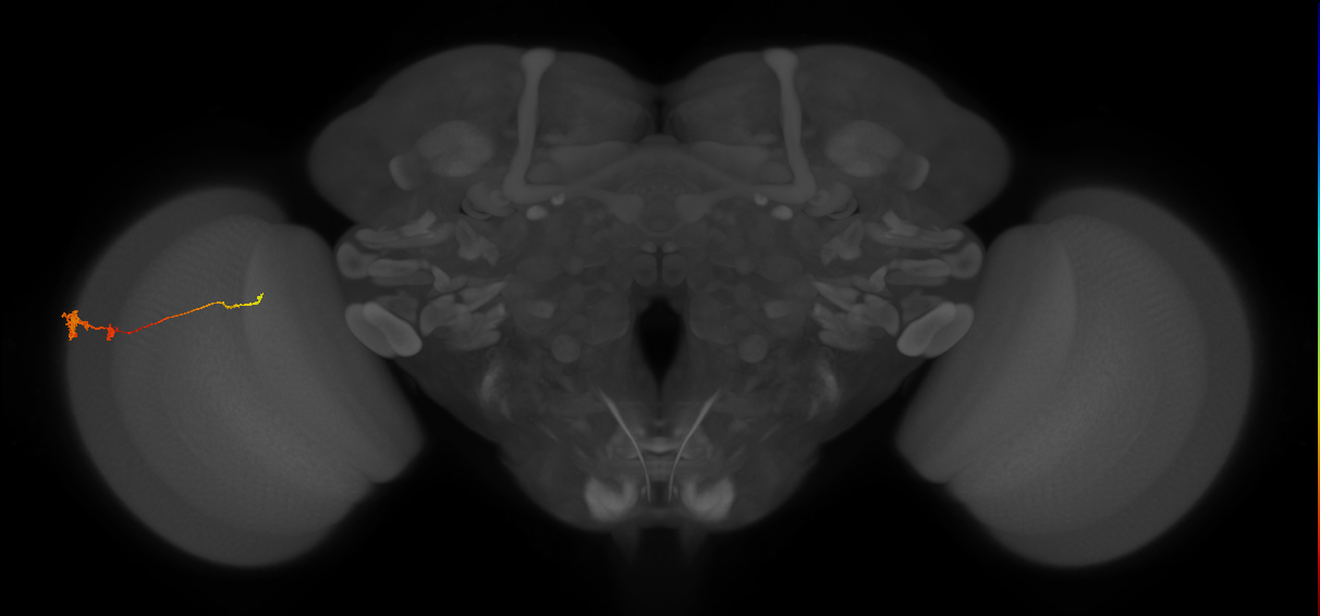 Tm4_L (MaleCNS:96714)