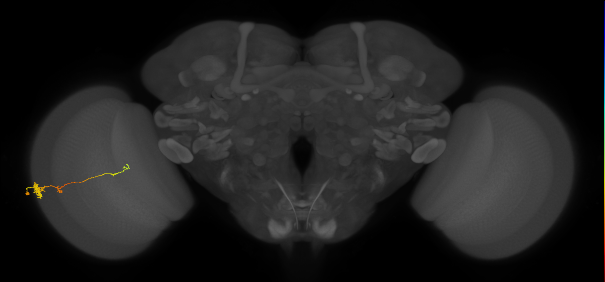 Tm4_L (MaleCNS:514099)