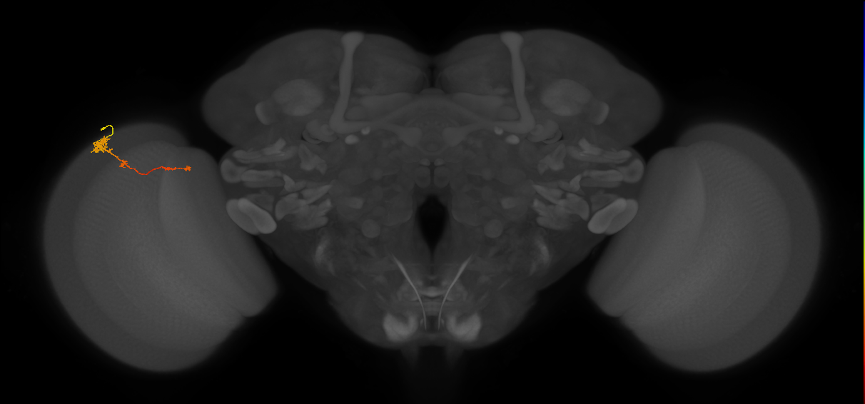 Tm4_L (MaleCNS:536438)