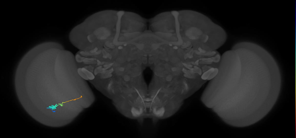 Tm4_L (MaleCNS:532629)