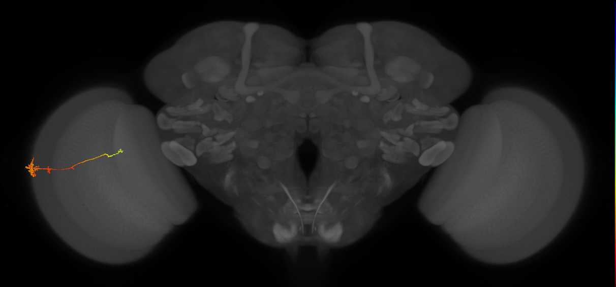 Tm4_L (MaleCNS:520429)