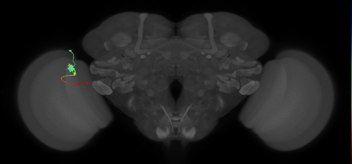 Tm4_L (MaleCNS:85825)
