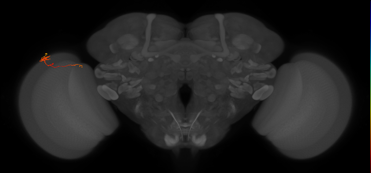 Tm4_L (MaleCNS:162209)
