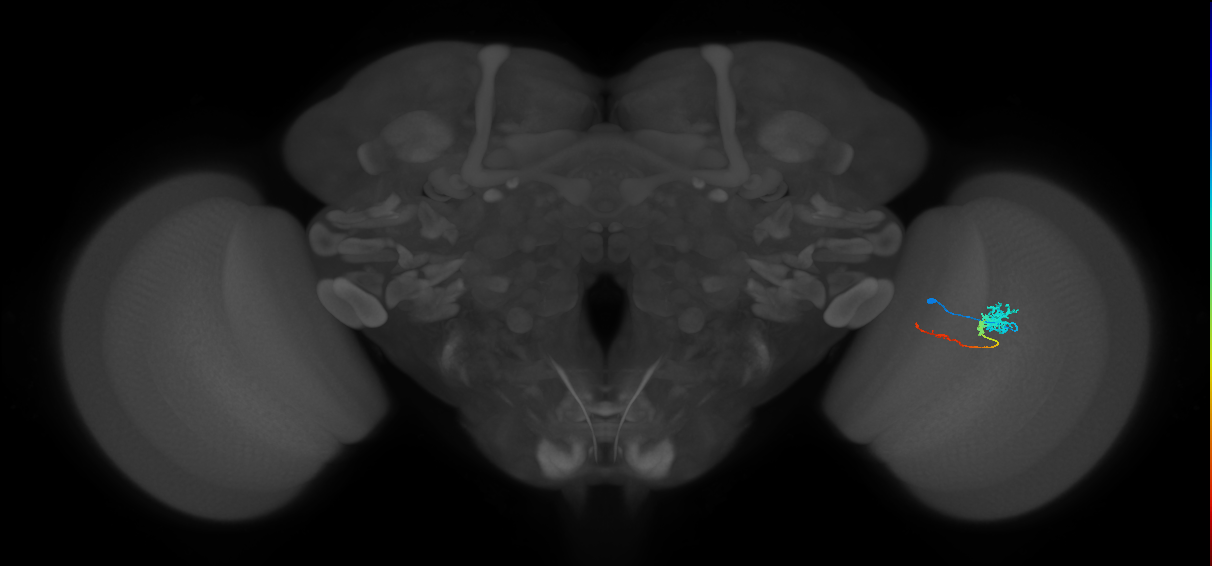 Tm4_R (MaleCNS:74490)