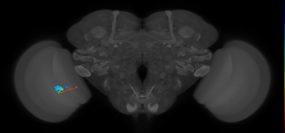Tm4_L (MaleCNS:515051)