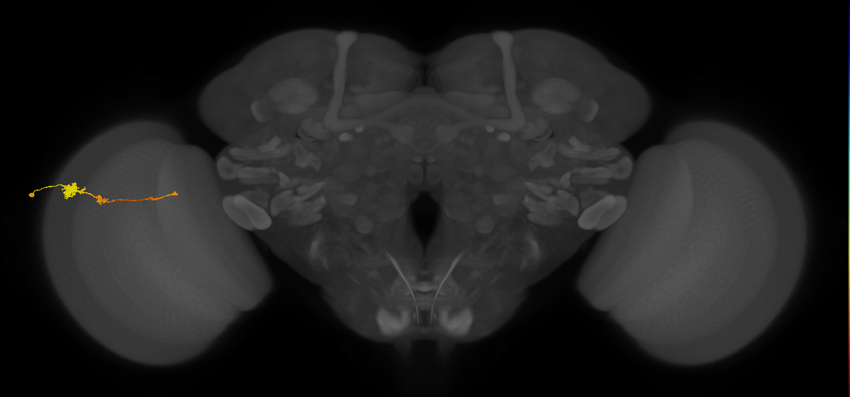 Tm4_L (MaleCNS:47344)