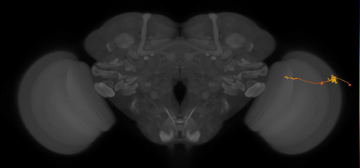 Tm4_R (MaleCNS:76778)