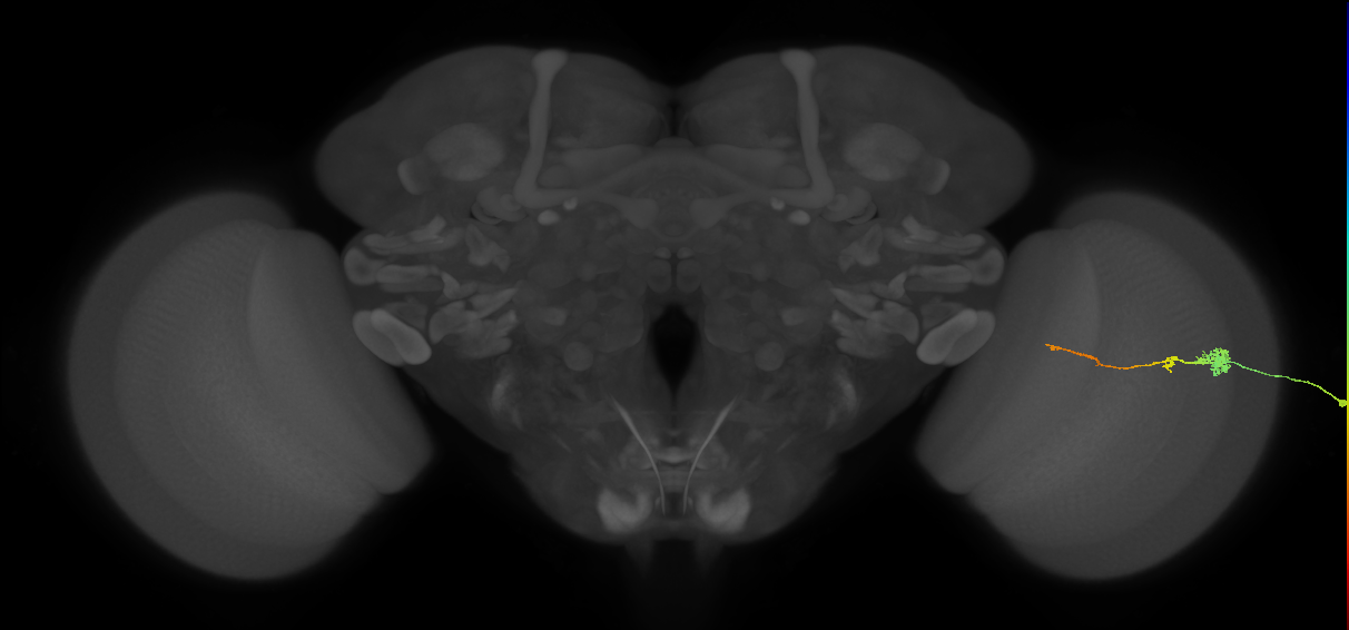 Tm4_R (MaleCNS:115504)