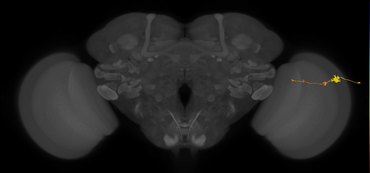 Tm4_R (MaleCNS:82970)