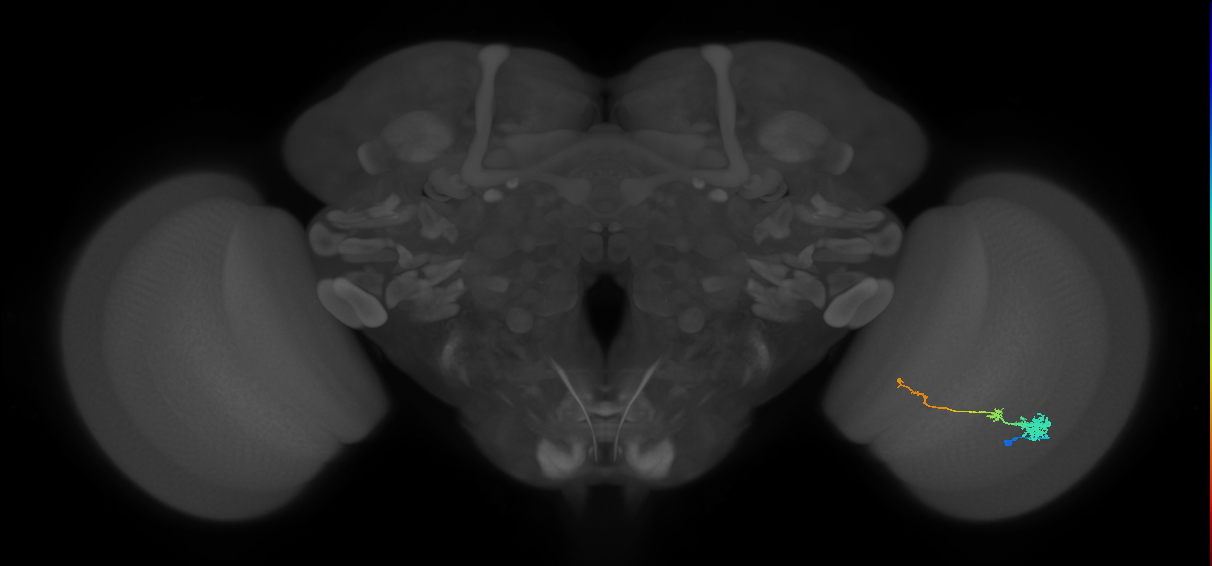 Tm4_R (MaleCNS:73786)