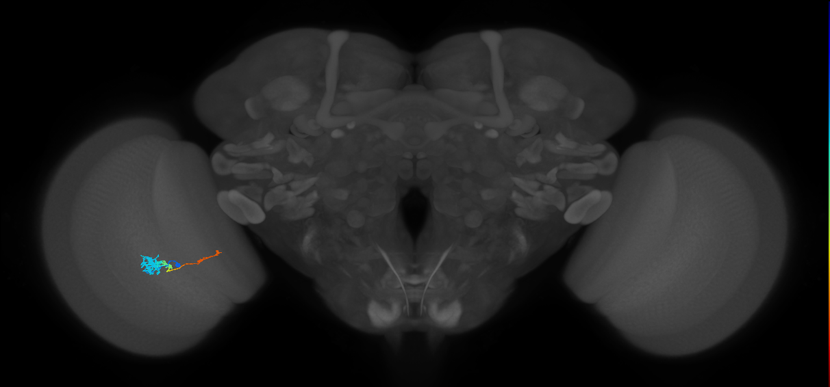 Tm4_L (MaleCNS:524951)
