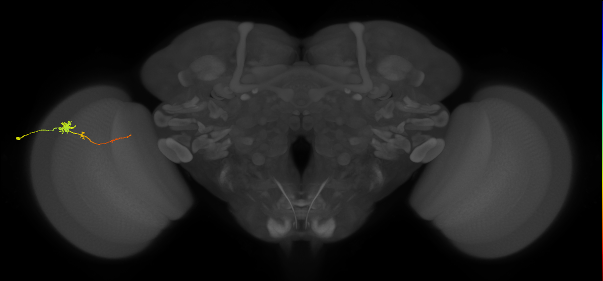Tm4_L (MaleCNS:133537)