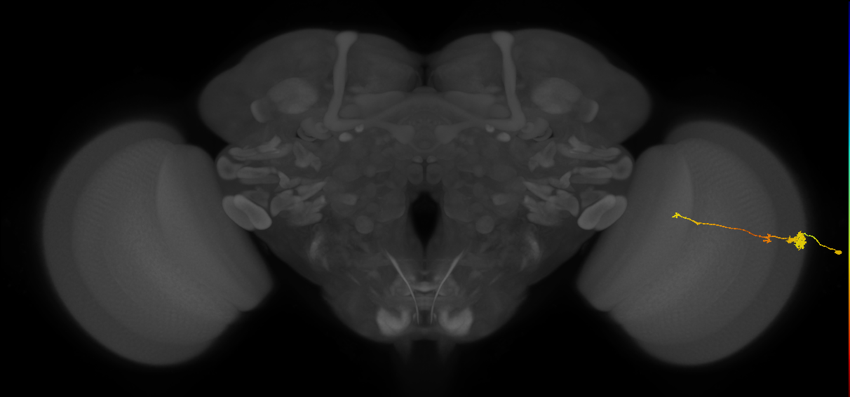 Tm4_R (MaleCNS:112588)