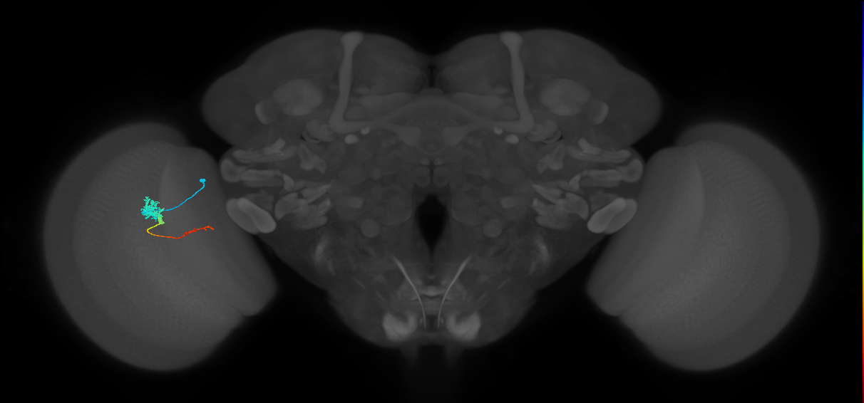 Tm4_L (MaleCNS:531994)