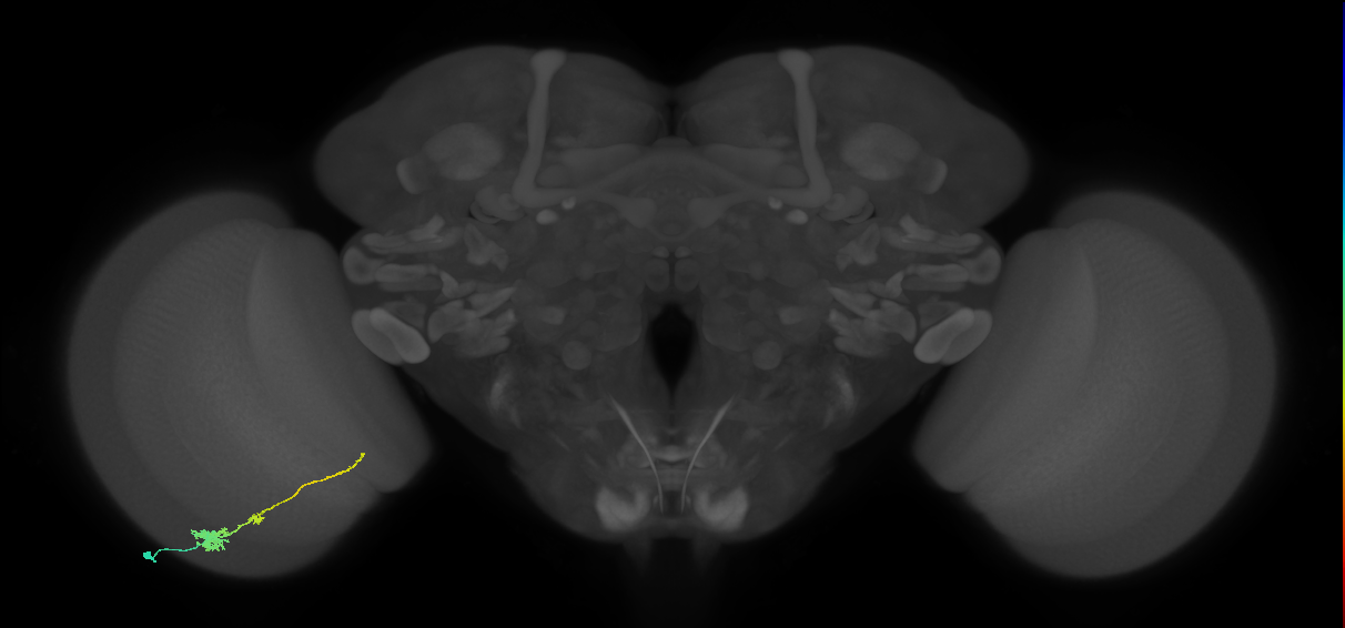 Tm4_L (MaleCNS:520292)