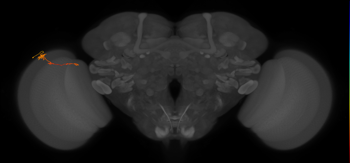 Tm4_L (MaleCNS:142564)