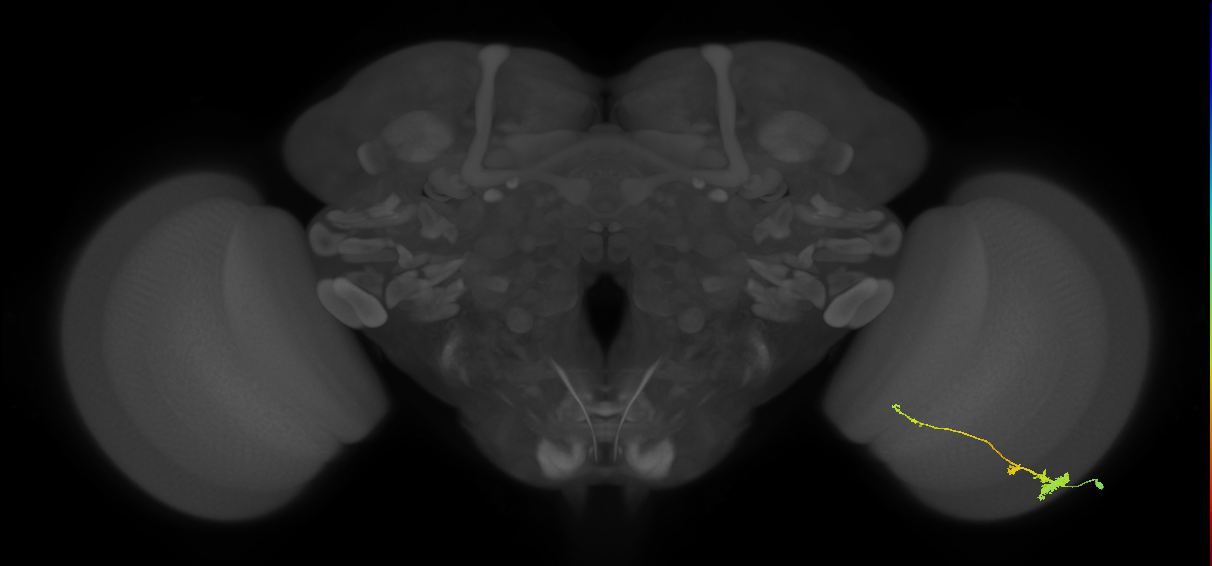 Tm4_R (MaleCNS:71442)
