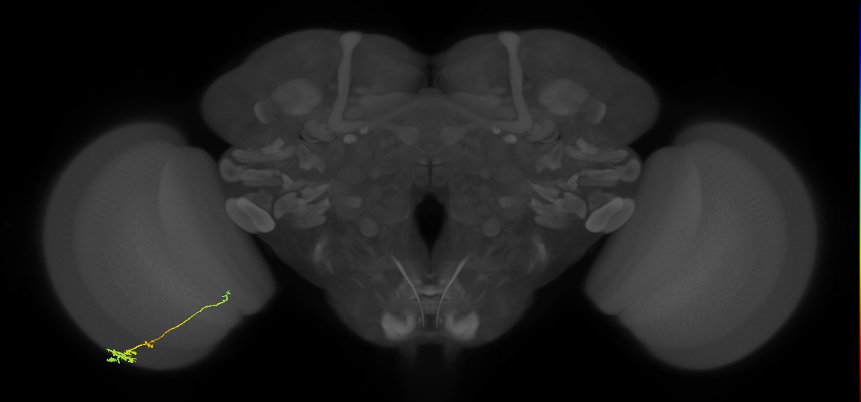 Tm4_L (MaleCNS:87027)