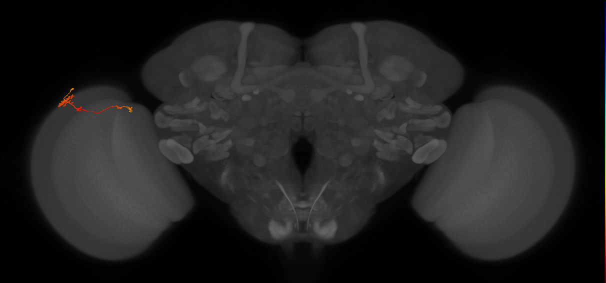 Tm4_L (MaleCNS:543456)