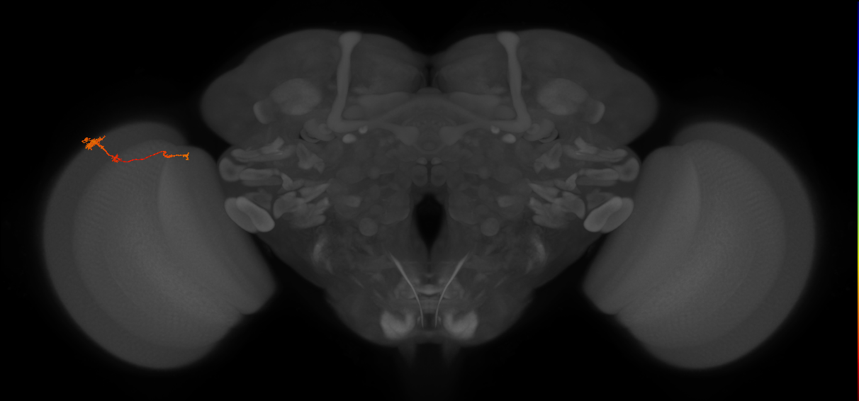 Tm4_L (MaleCNS:47130)
