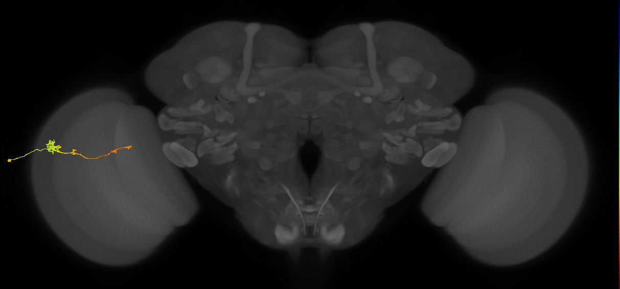 Tm4_L (MaleCNS:85182)