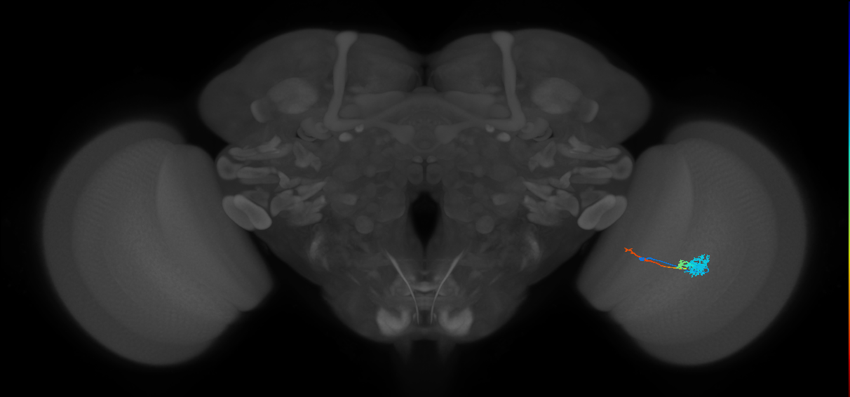 Tm4_R (MaleCNS:74397)