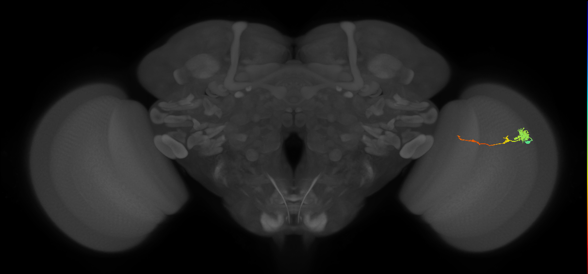 Tm4_R (MaleCNS:69391)