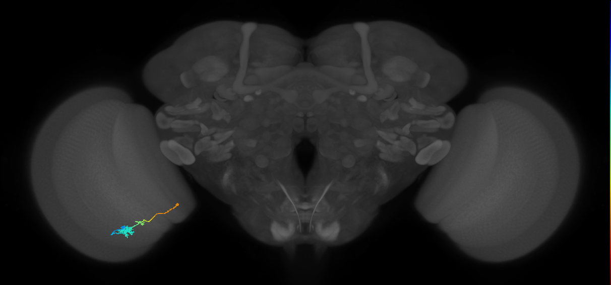 Tm4_L (MaleCNS:526372)