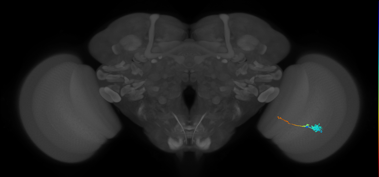 Tm4_R (MaleCNS:116522)