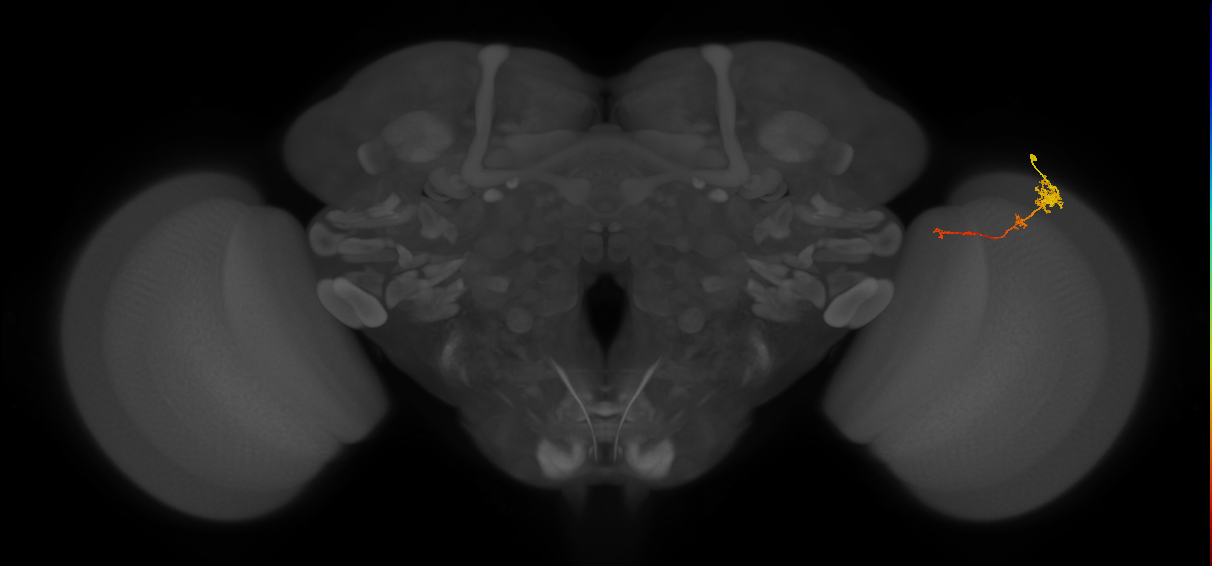 Tm4_R (MaleCNS:75081)
