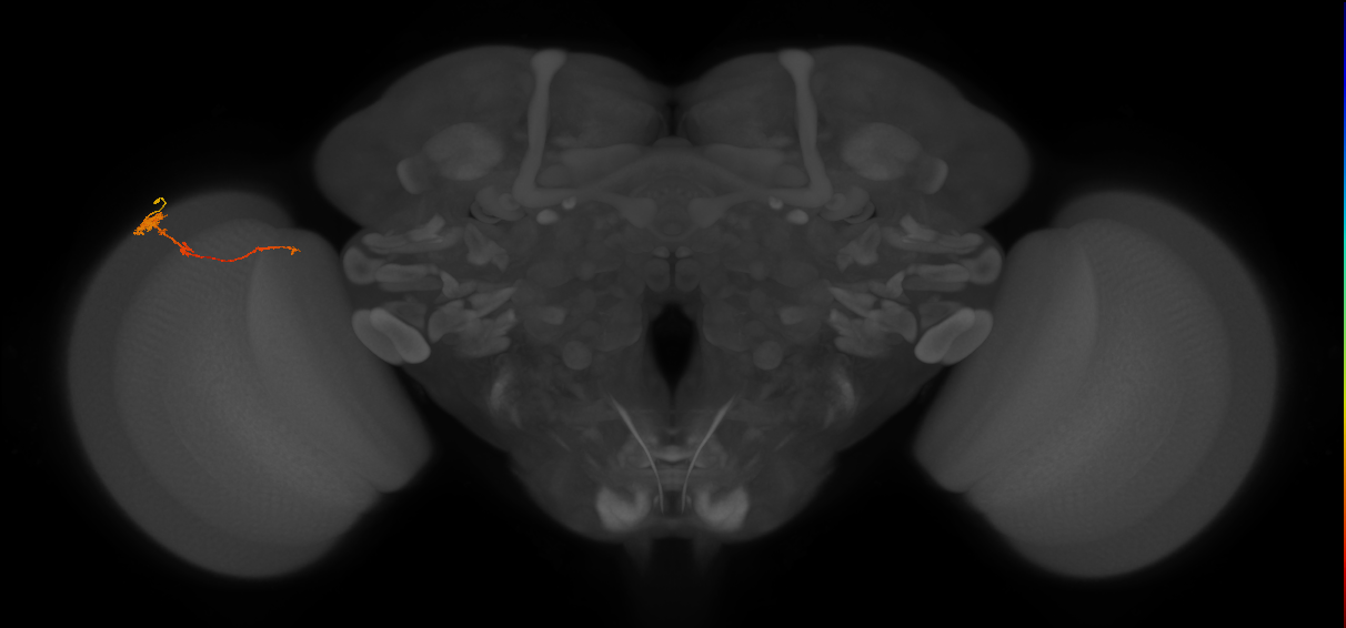 Tm4_L (MaleCNS:87357)