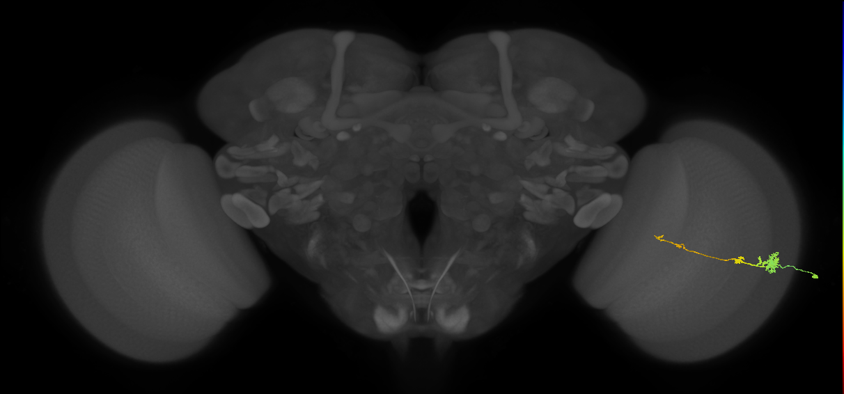 Tm4_R (MaleCNS:108489)