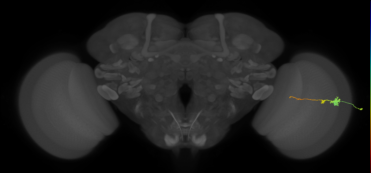 Tm4_R (MaleCNS:69293)