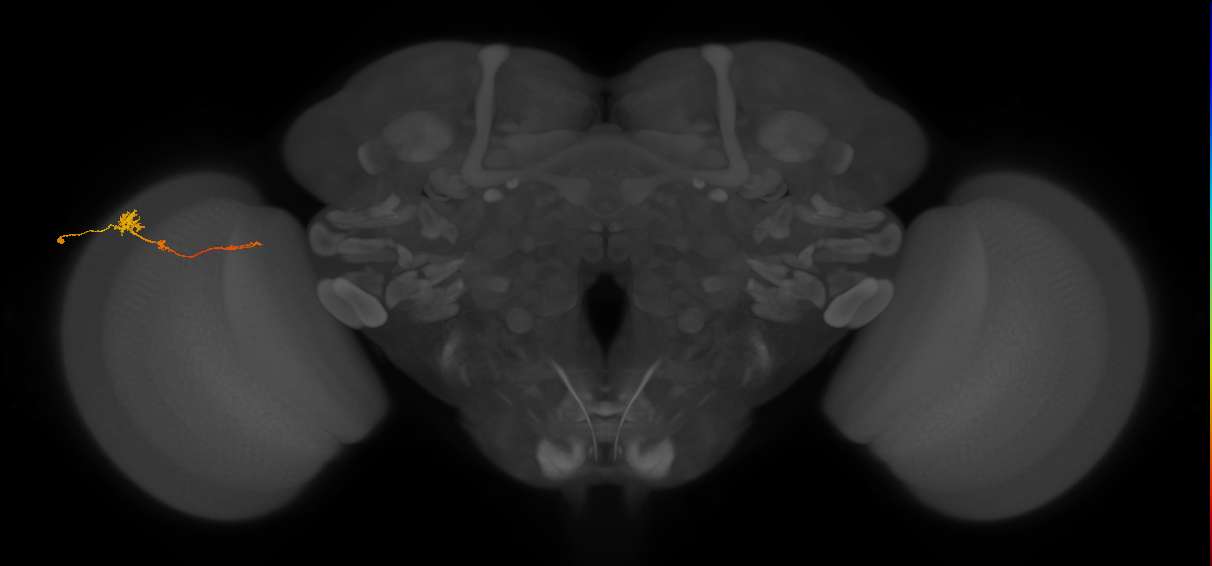 Tm4_L (MaleCNS:85277)