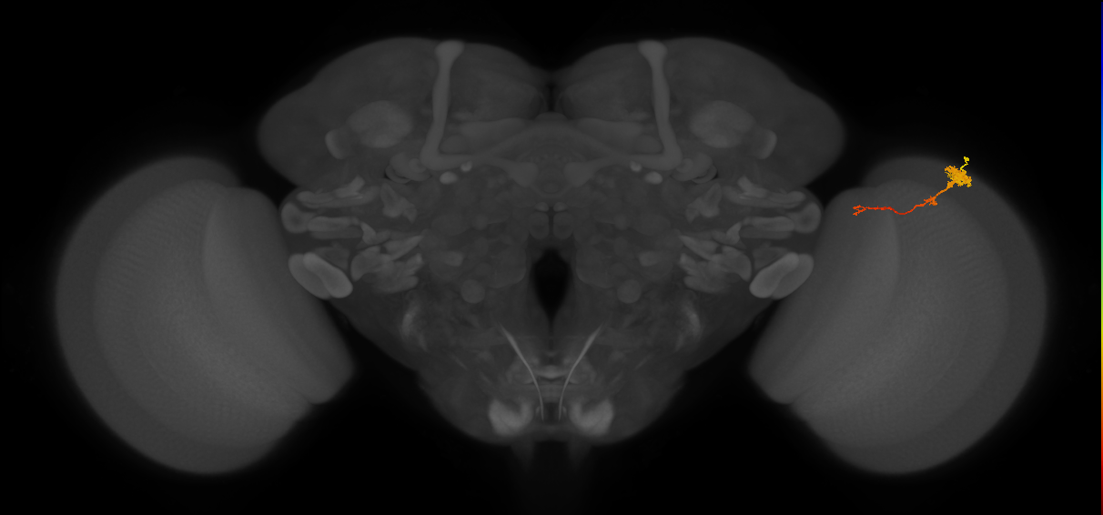 Tm4_R (MaleCNS:75274)