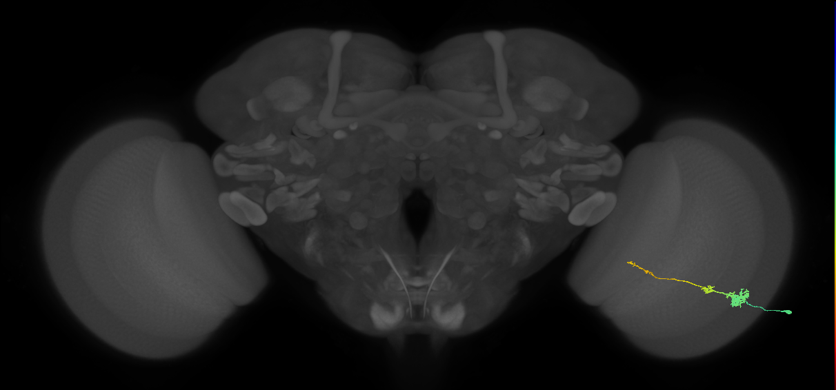 Tm4_R (MaleCNS:70670)
