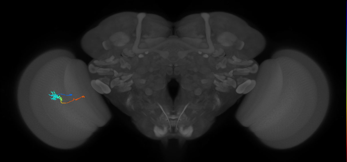 Tm4_L (MaleCNS:27245)