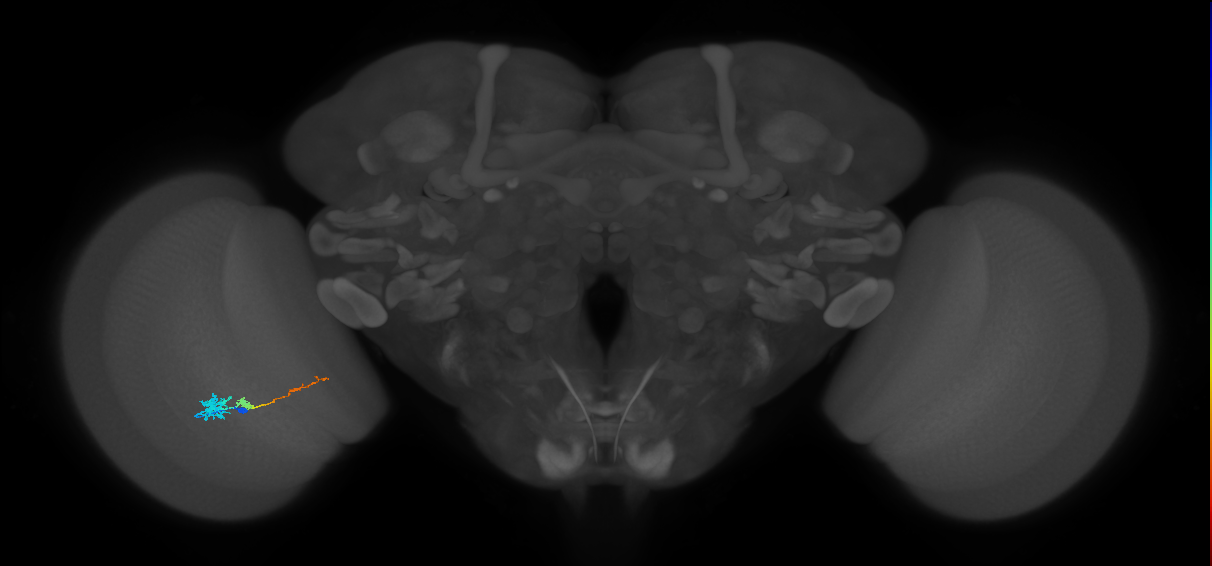 Tm4_L (MaleCNS:129819)