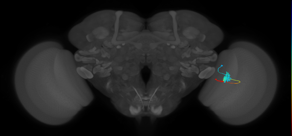 Tm4_R (MaleCNS:80442)