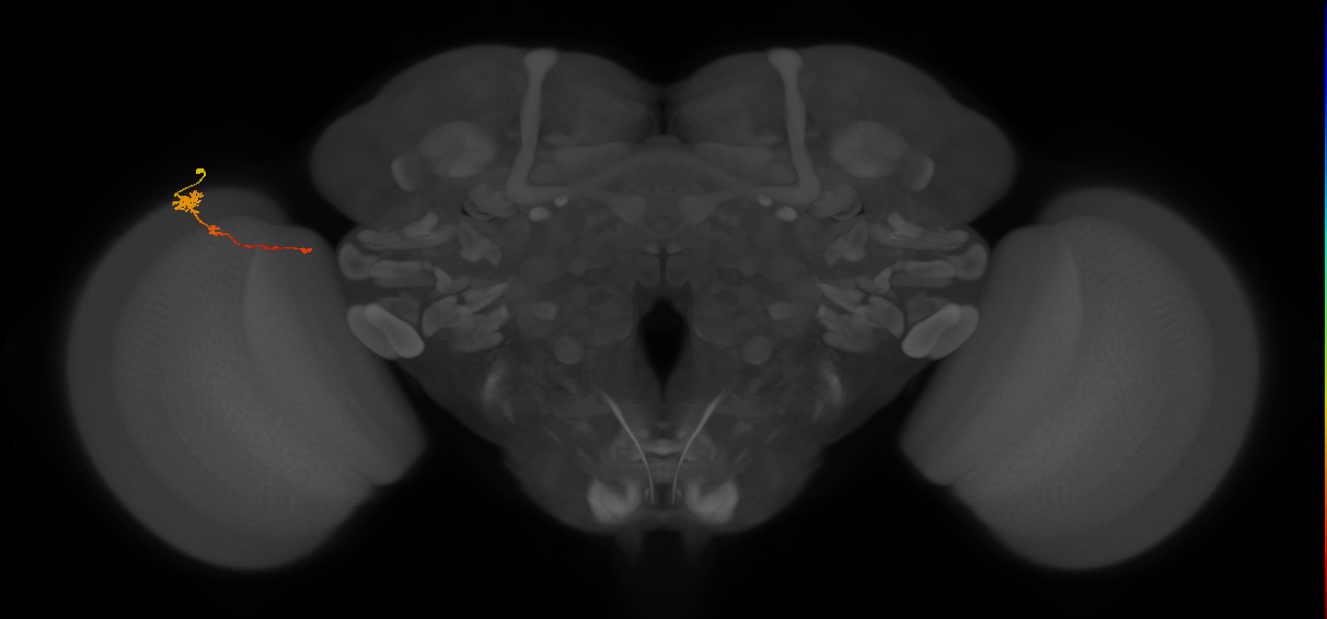 Tm4_L (MaleCNS:112672)