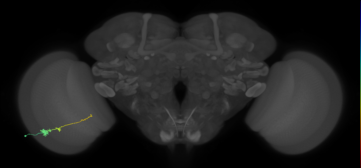 Tm4_L (MaleCNS:25082)