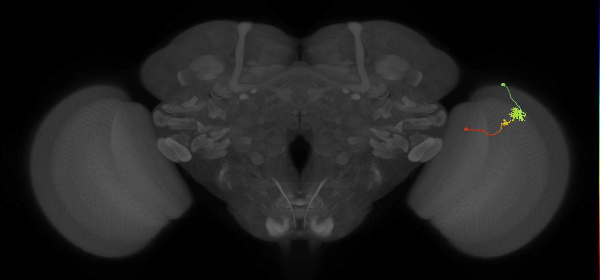 Tm4_R (MaleCNS:80413)