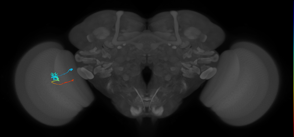 Tm4_L (MaleCNS:529482)