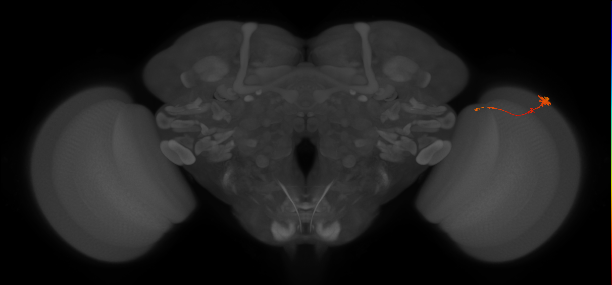 Tm4_R (MaleCNS:94249)