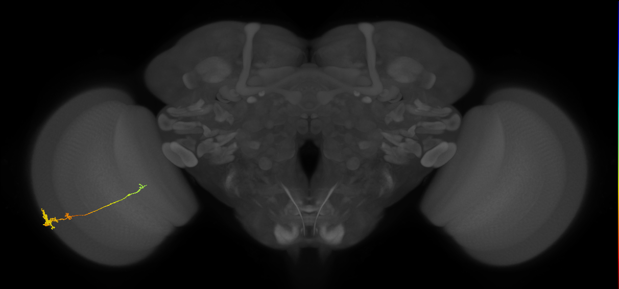 Tm4_L (MaleCNS:26149)